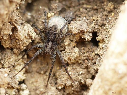 Pardosa sp.